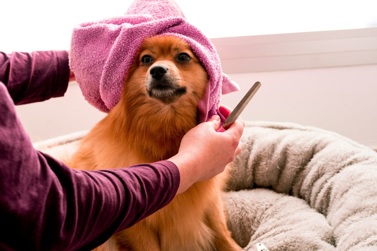 Pet Grooming & Safety